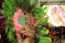 Carnavales 2016: General Pinedo
