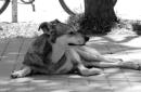 Pancha: Una historia en fotos