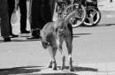 Pancha: Una historia en fotos