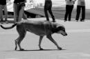 Pancha: Una historia en fotos