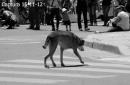 Pancha: Una historia en fotos