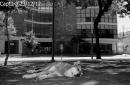 Pancha: Una historia en fotos