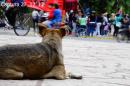 Pancha: Una historia en fotos