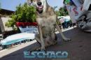 Pancha: Una historia en fotos