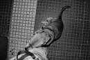 Pancha: Una historia en fotos