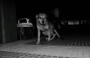 Pancha: Una historia en fotos