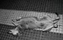 Pancha: Una historia en fotos