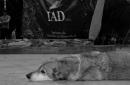 Pancha: Una historia en fotos