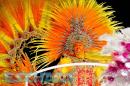 Clausura de los Carnavales Correntinos. Parte I