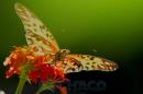 Eschaco en Colonia Bentez