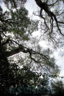 Eschaco en Colonia Bentez
