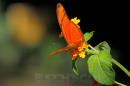 Eschaco en Colonia Bentez