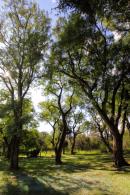 Eschaco en Colonia Bentez