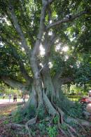 Eschaco en Colonia Bentez