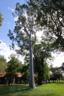 Eschaco en Colonia Bentez