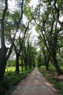 Eschaco en Colonia Bentez