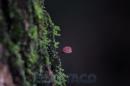 Eschaco en Colonia Bentez