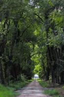 Eschaco en Colonia Bentez