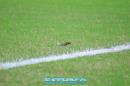Festejo del campen Newells y despedida de la Copa Argentina
