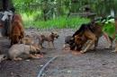Inundaciones: Rescate animal y asistencia a familias evacuadas