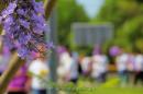 Caminata por el Mal de Alzheimer